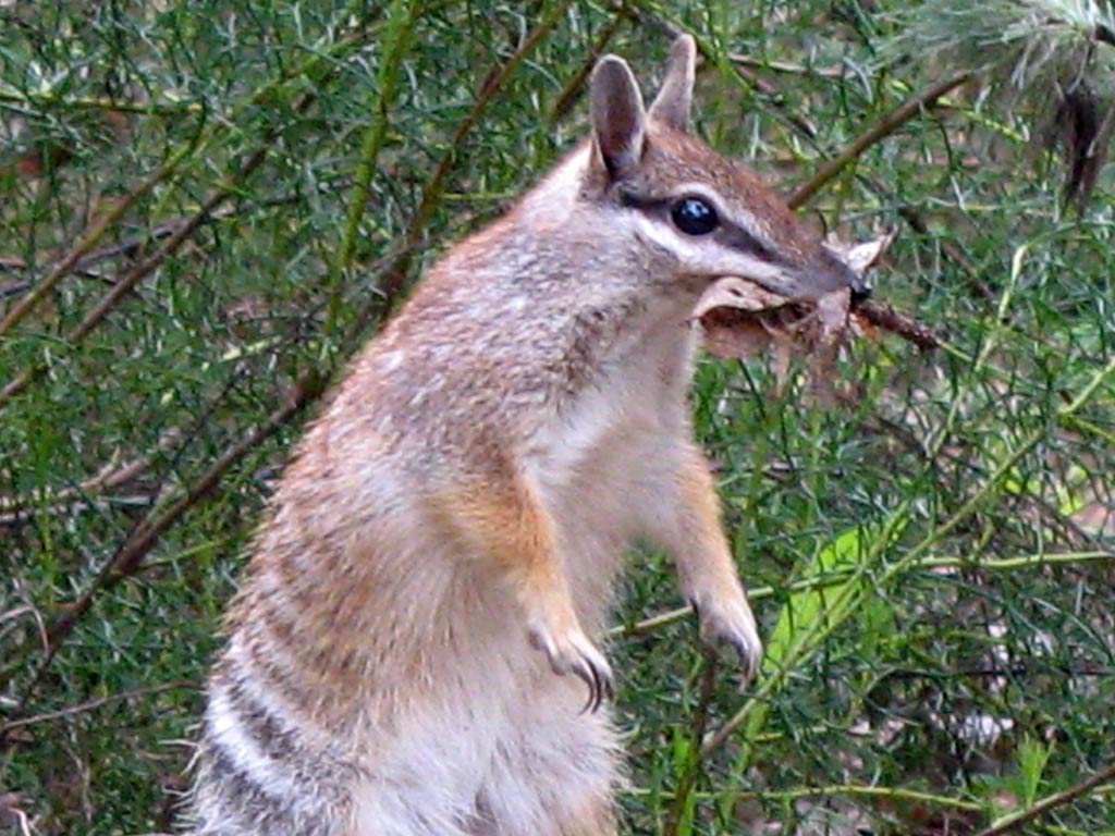 A numbat, also known as a banded anteater, standing upright and holding leaves and twigs in its mouth. The numbat's distinctive stripes are clearly visible against its reddish-brown fur