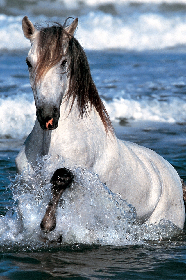 HD White Horse And Sea Wallpaper For iPhone