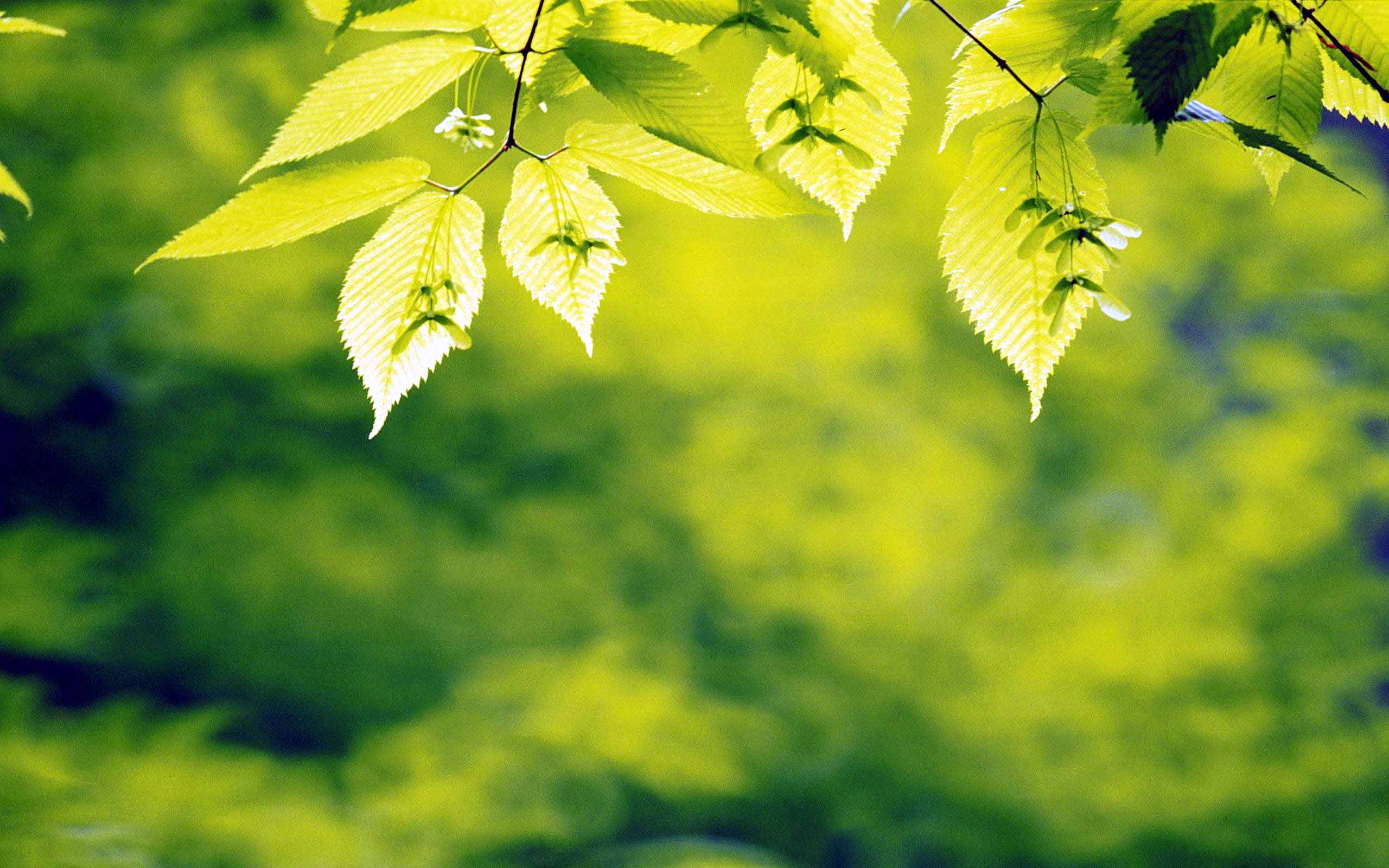 Green Forest Wallpaper