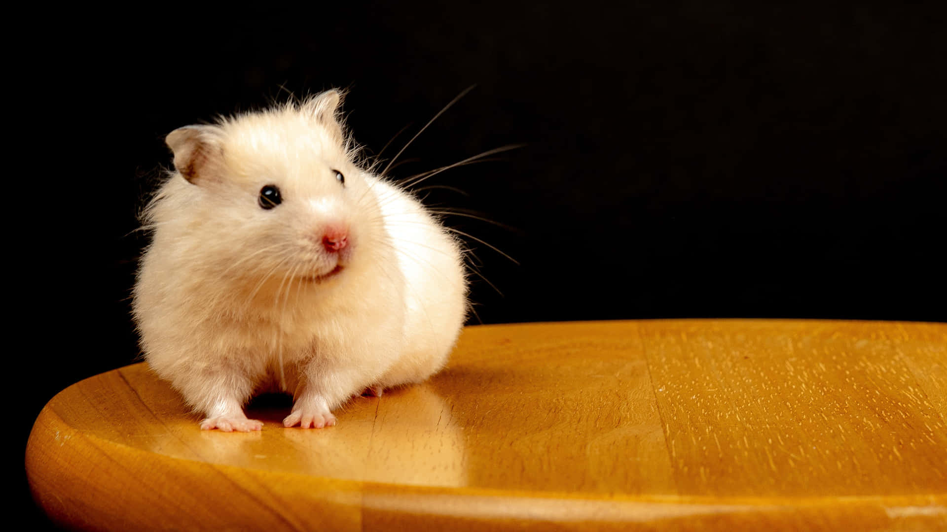 Hamster Bbsoii79Dq1Bnpm1 Wallpaper