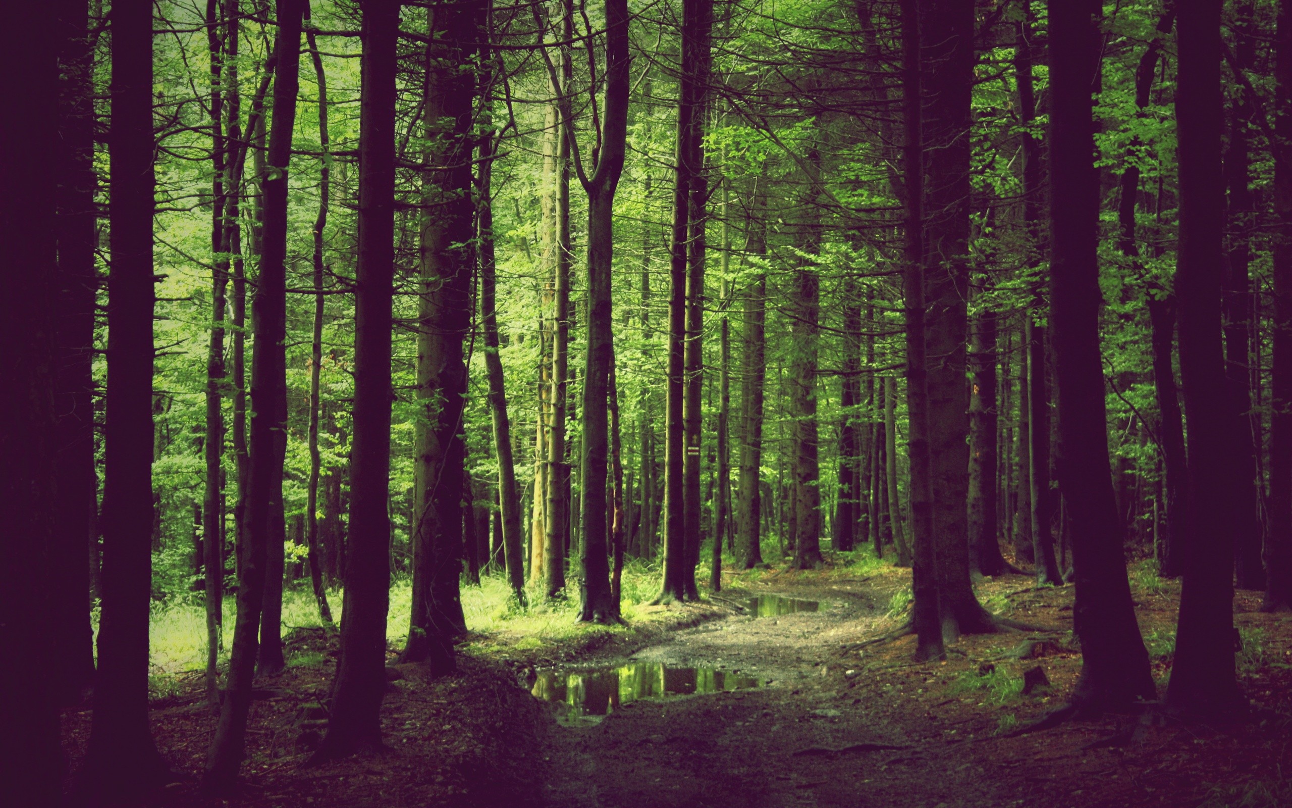 Spring Forest Desktop Pc And Mac Wallpaper