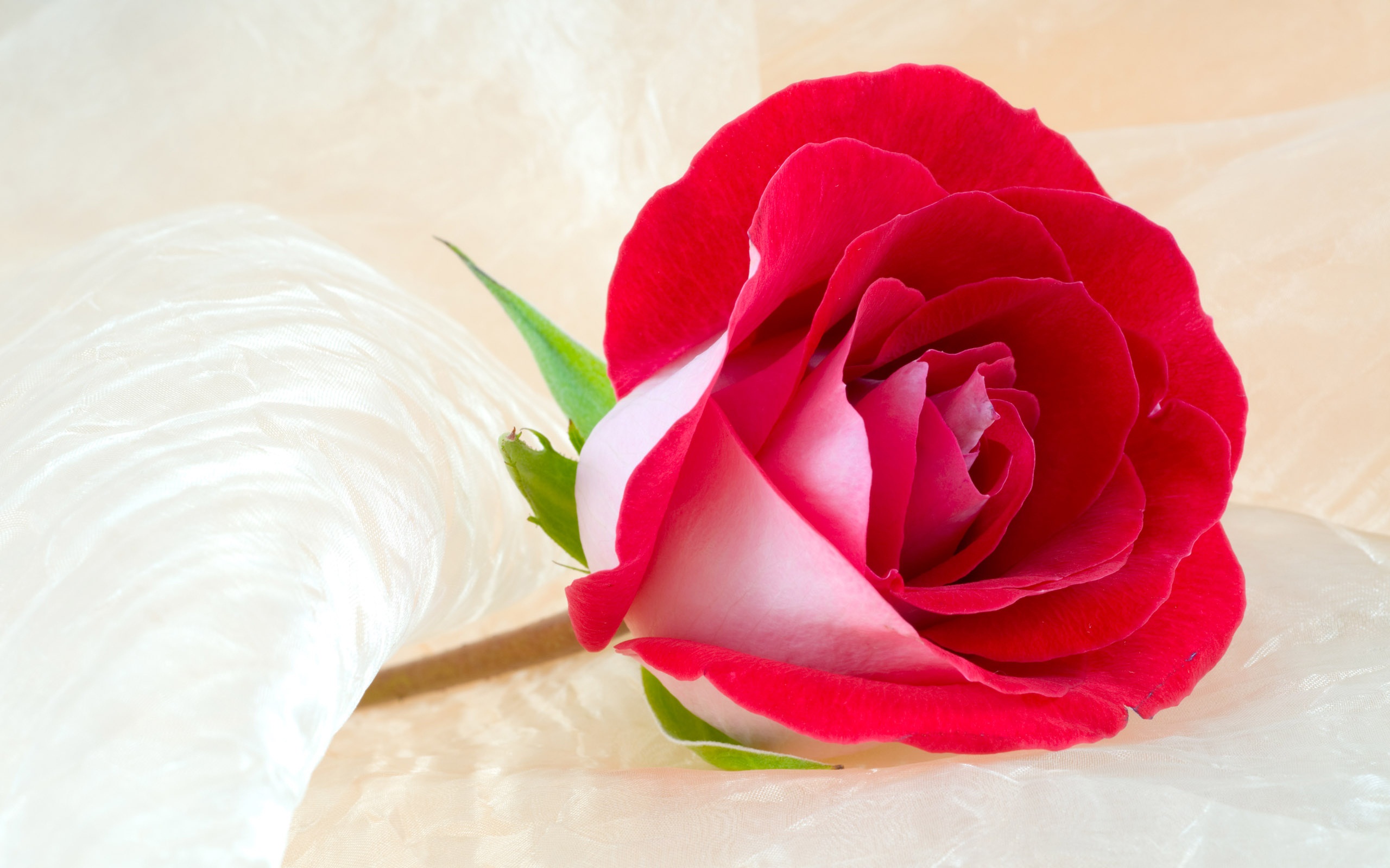 Rose Flower Most Beautiful Widescreen HD Wallpaper Rocks