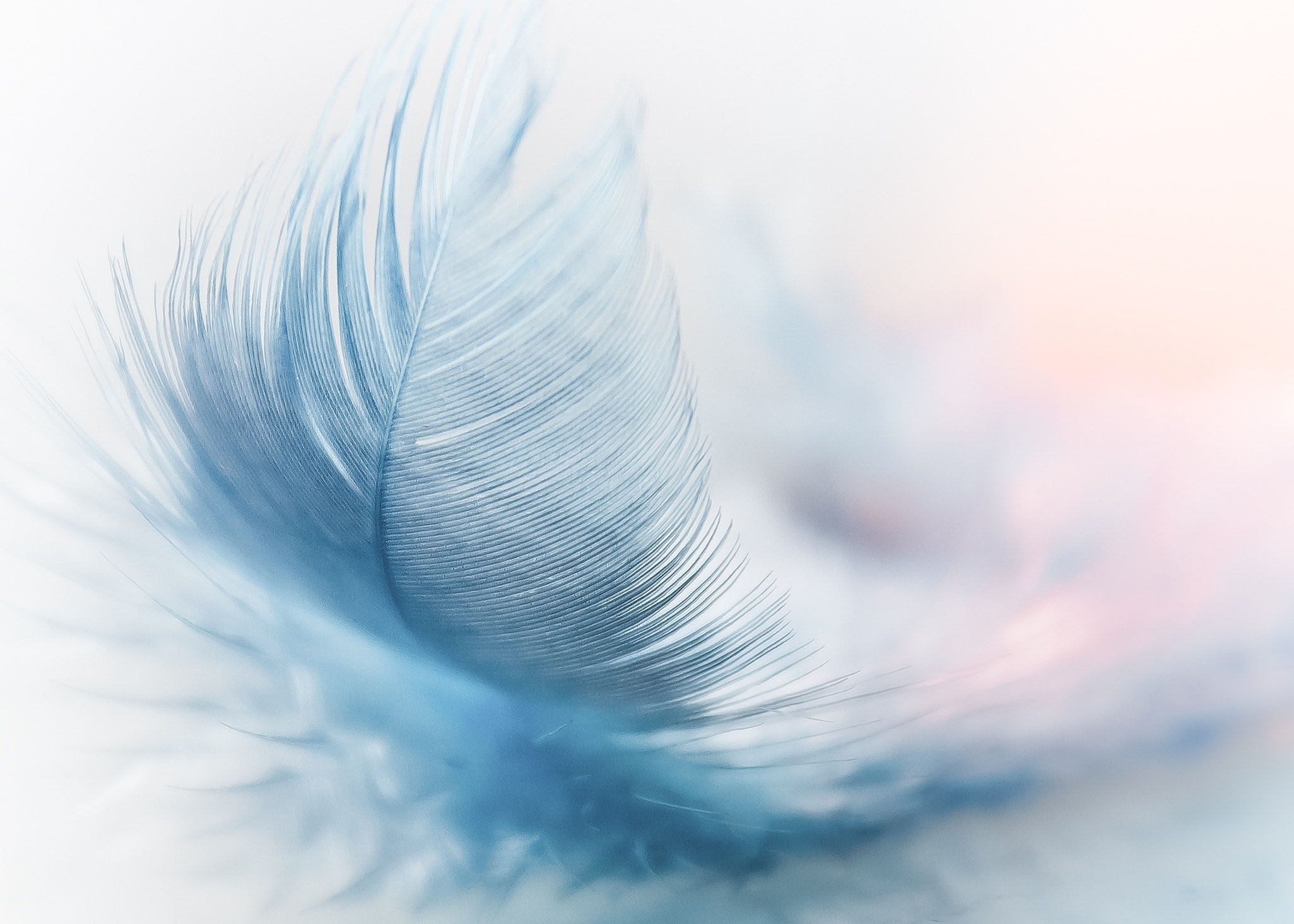 Feather Ease Slightly Blue Airy Wallpaper And Stock
