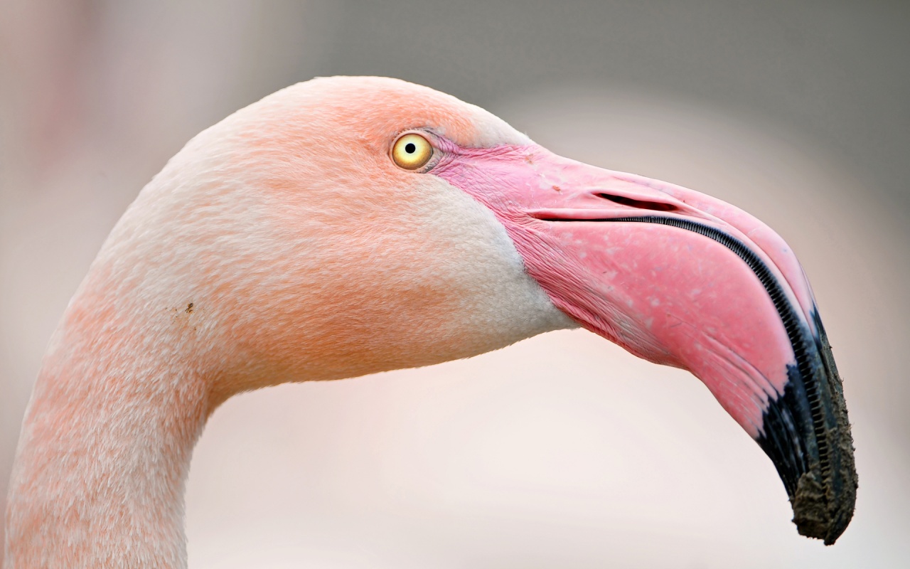 Portrait of a pink flamingo 1280x800 wallpaper download page 226689
