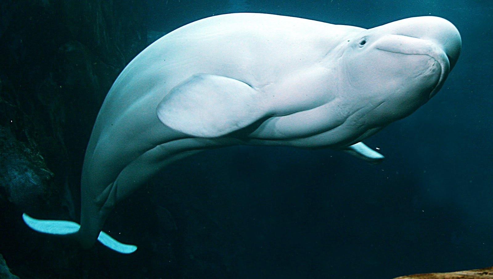 Beluga Whale Puter Wallpaper Amazing Wallpaperz