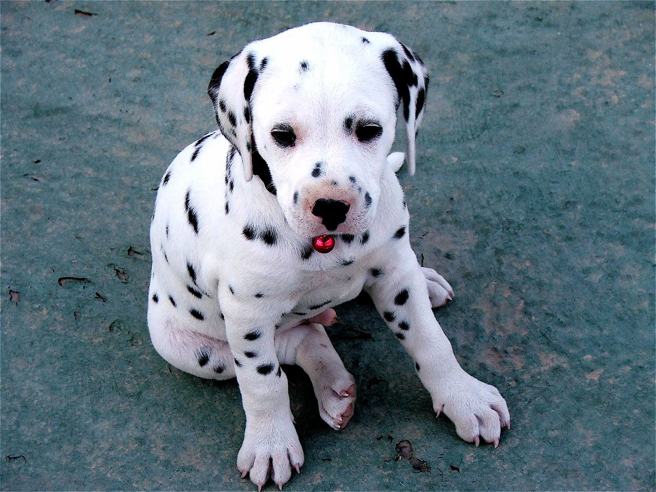 Pin Dalmatian Puppy HD Wallpaper