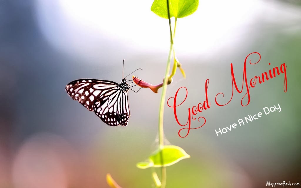 Beautiful Good Morning Have A Nice Day Wallpaper