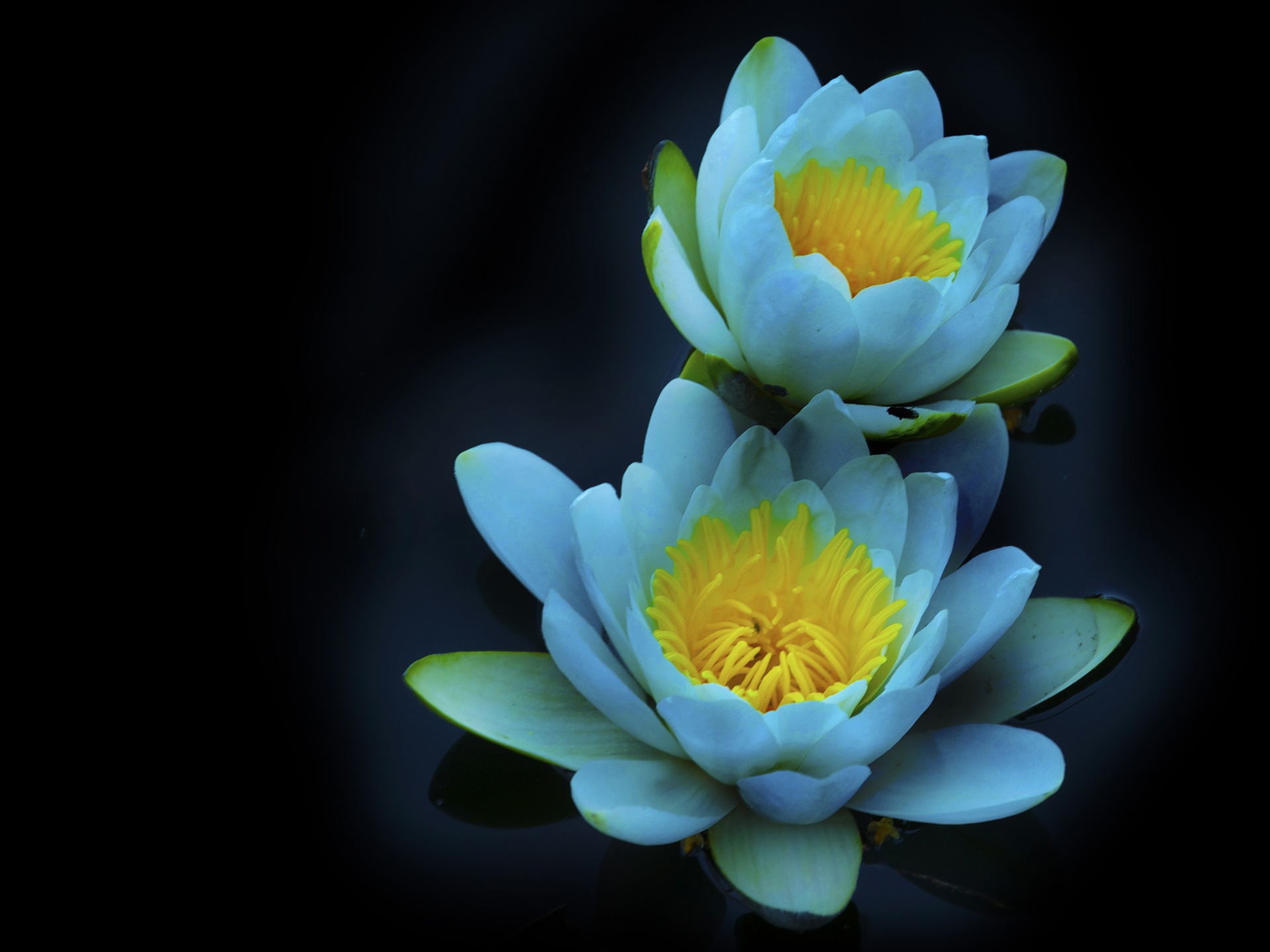 water lily 1920x1440 wallpaper download page 319016