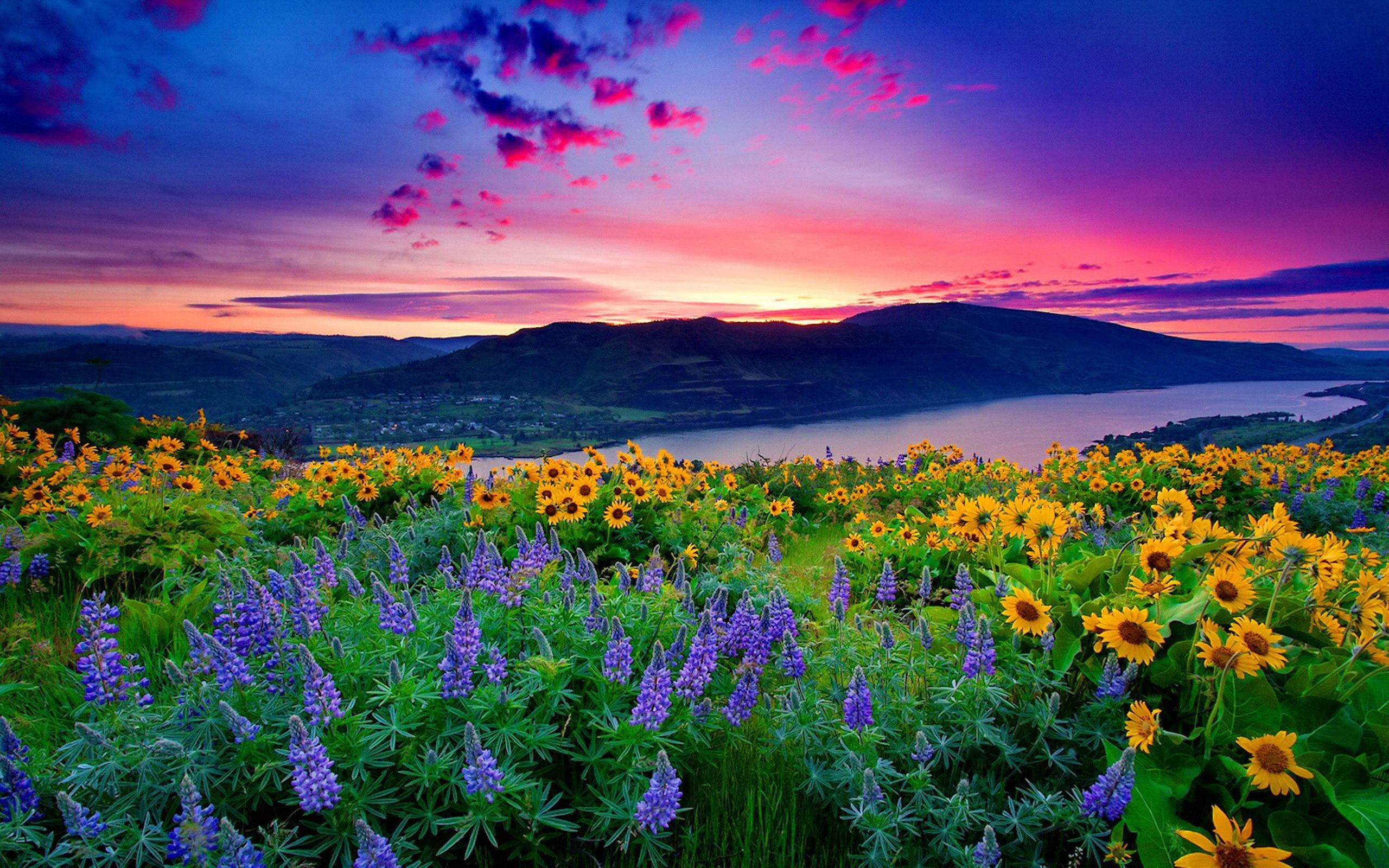 A breathtaking sunset over a tranquil river valley, with a vibrant foreground of sunflowers and lupines in full bloom