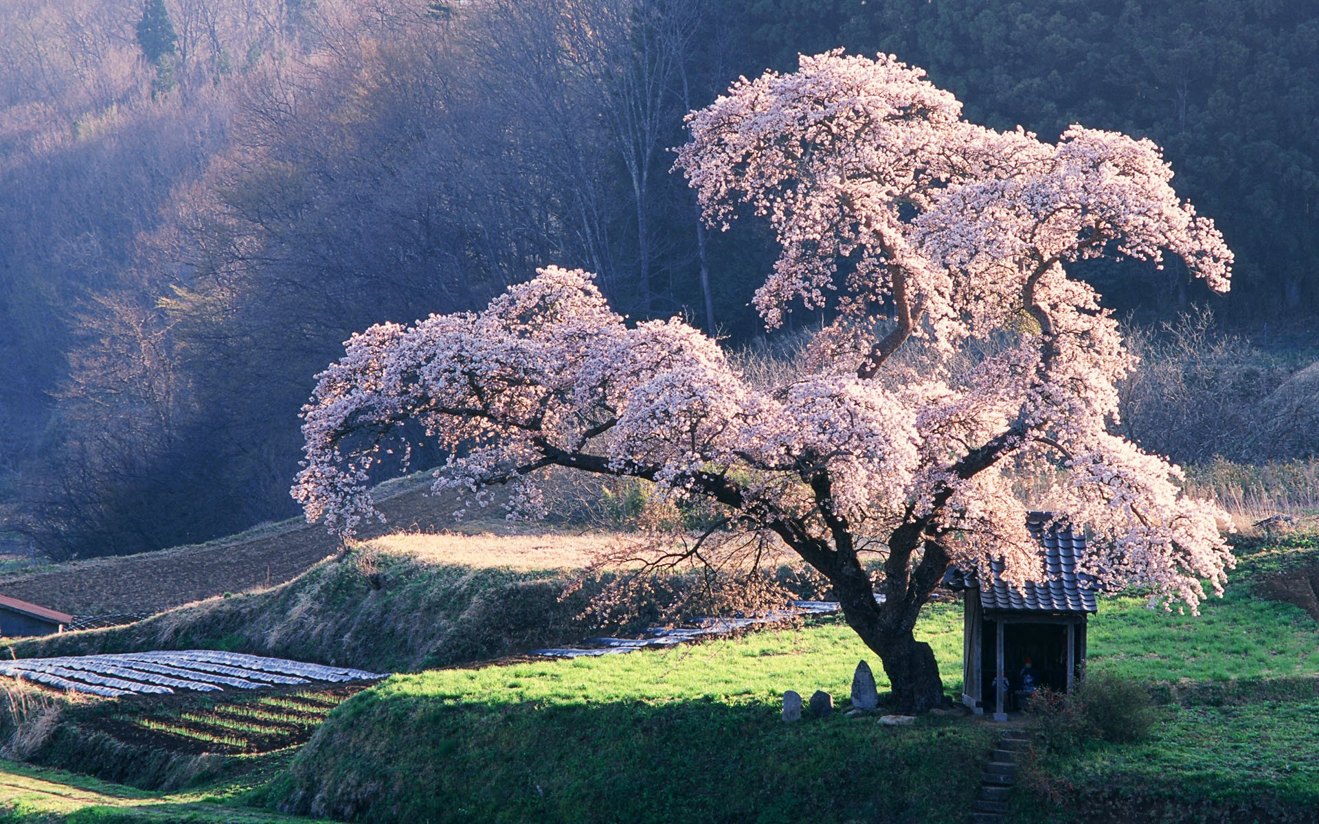 Cherry Blossom Tree In Japan Wallpaper