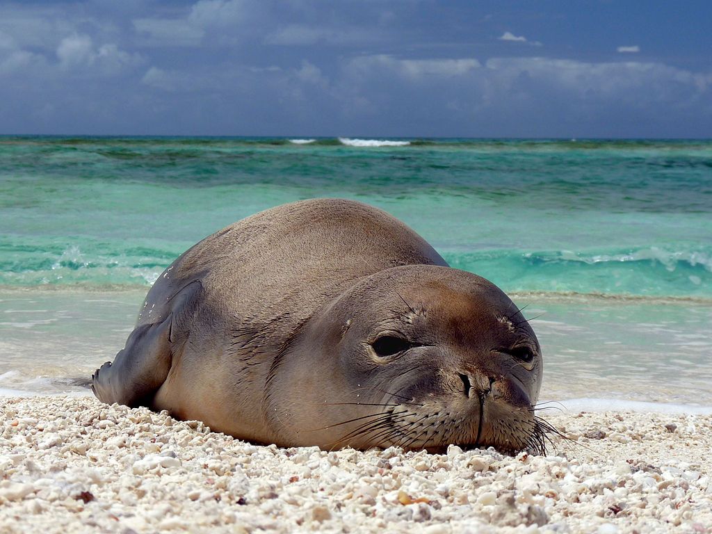Monk Seal Wallpaper