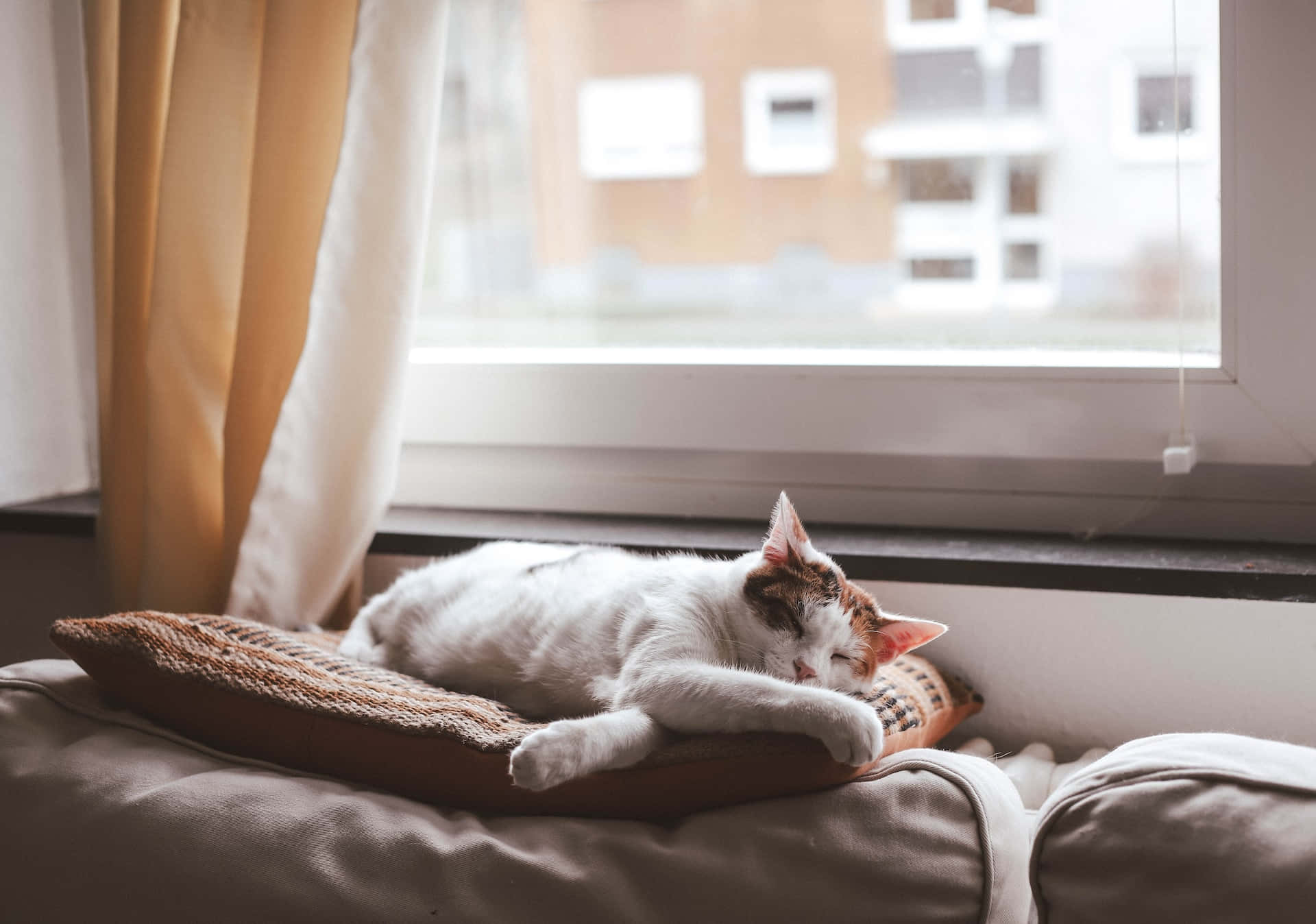 The Lackadaisical Life Of A Feline Wallpaper