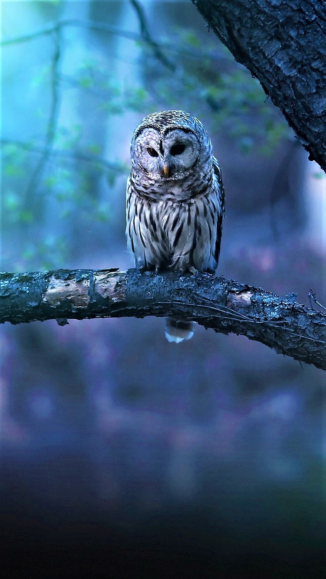 Owl Wallpaper Top Background Image Photos
