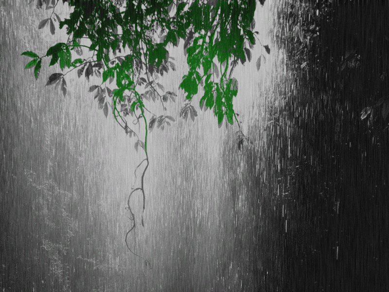 Rain Water Drip On The Window GIF | GIFDB.com