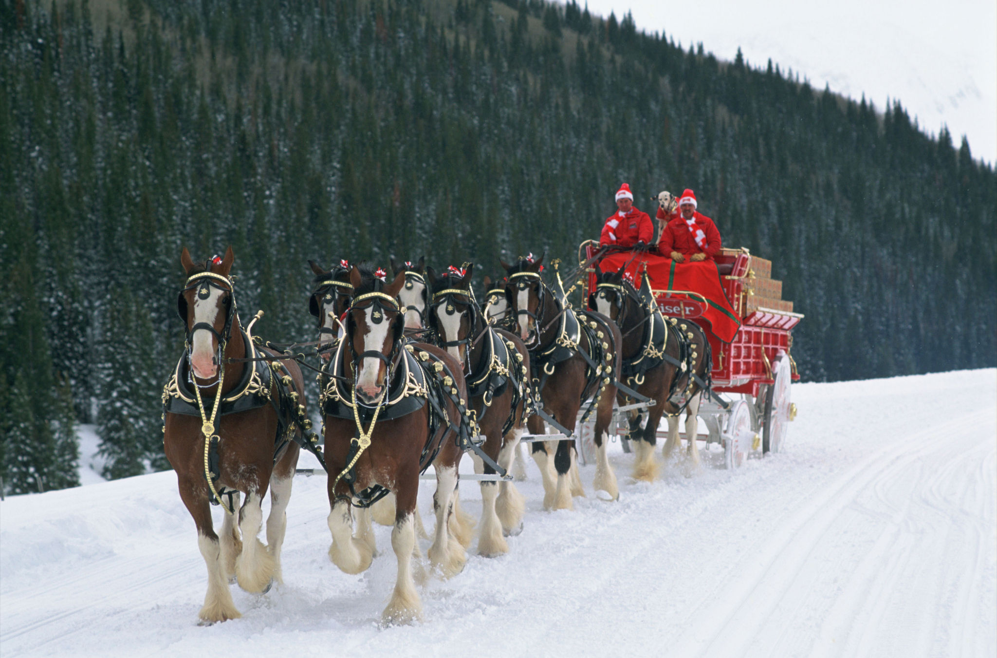 Go Back Image For Budweiser Clydesdales