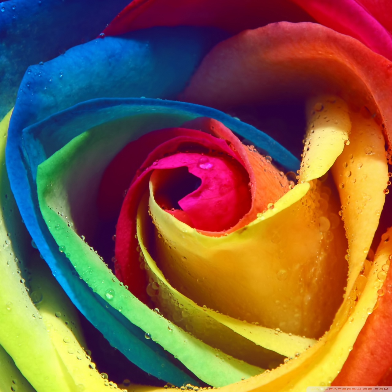 Rainbow Rose Macro Ultra HD Desktop Background Wallpaper For 4k