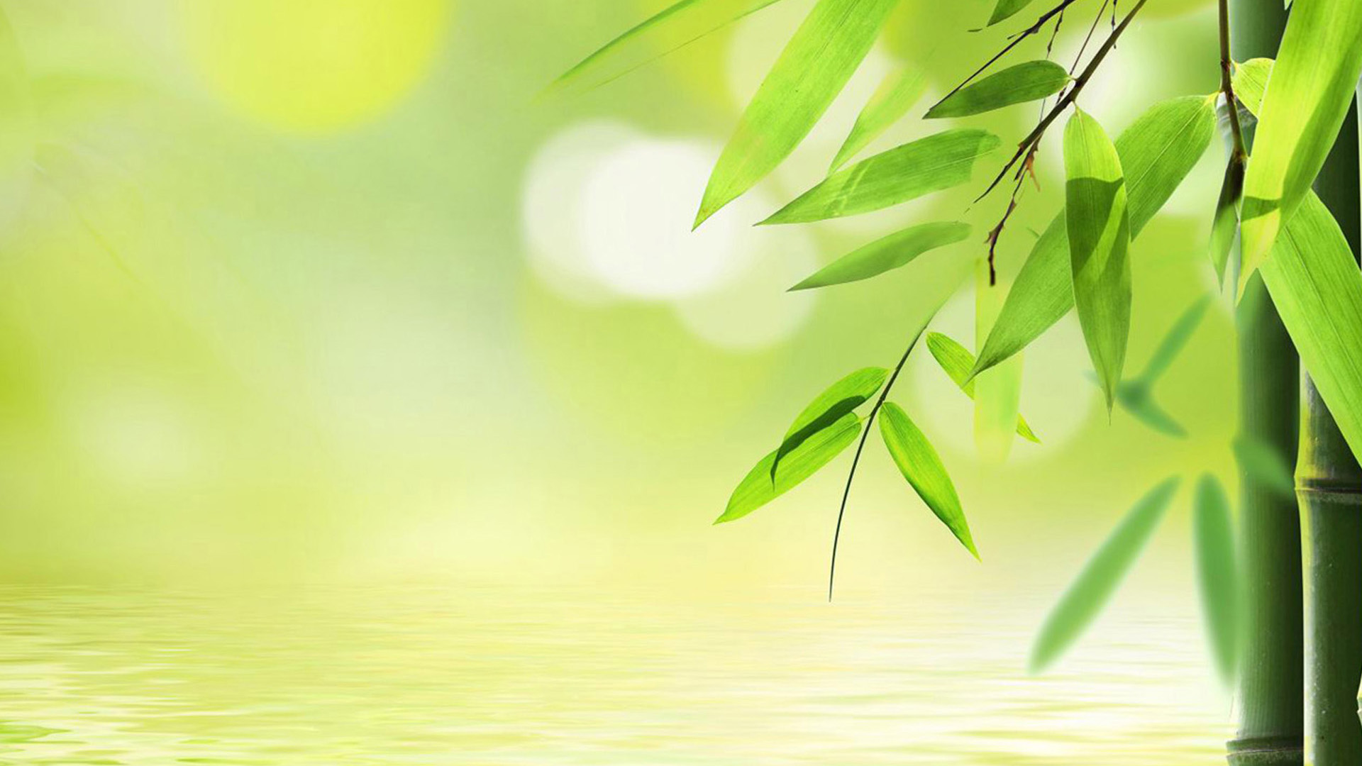 Fresh Green Bamboo Wallpaper Background Pictures And Image