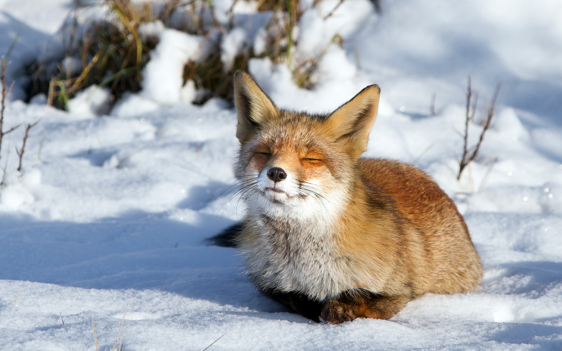 Snow Muzzle Fox Wallpaper And Image Pictures Photos