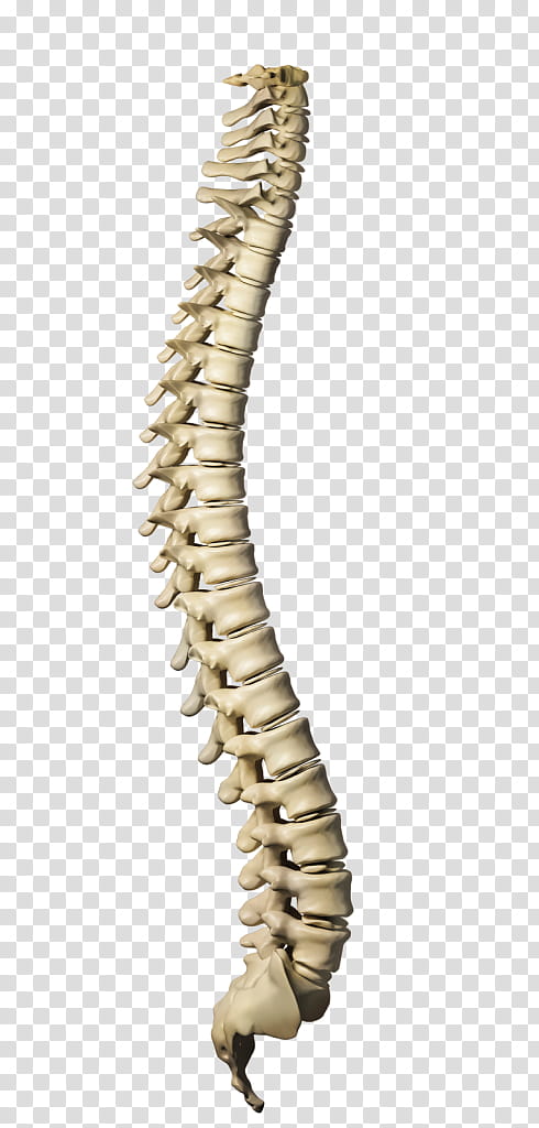 Metal Vertebral Column Human Skeleton Body Bone Spinal