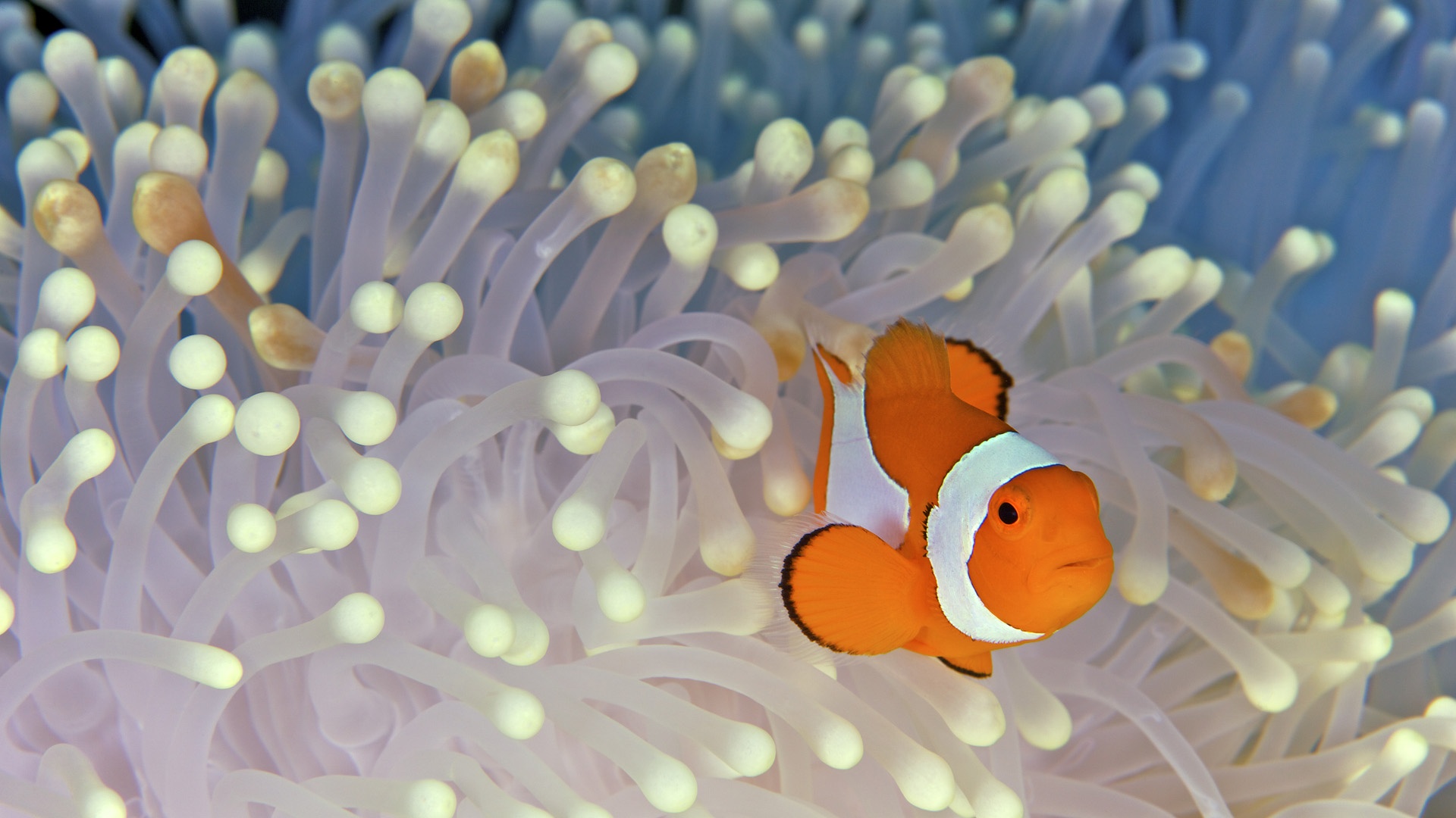 Clown Fish Wallpaper Net