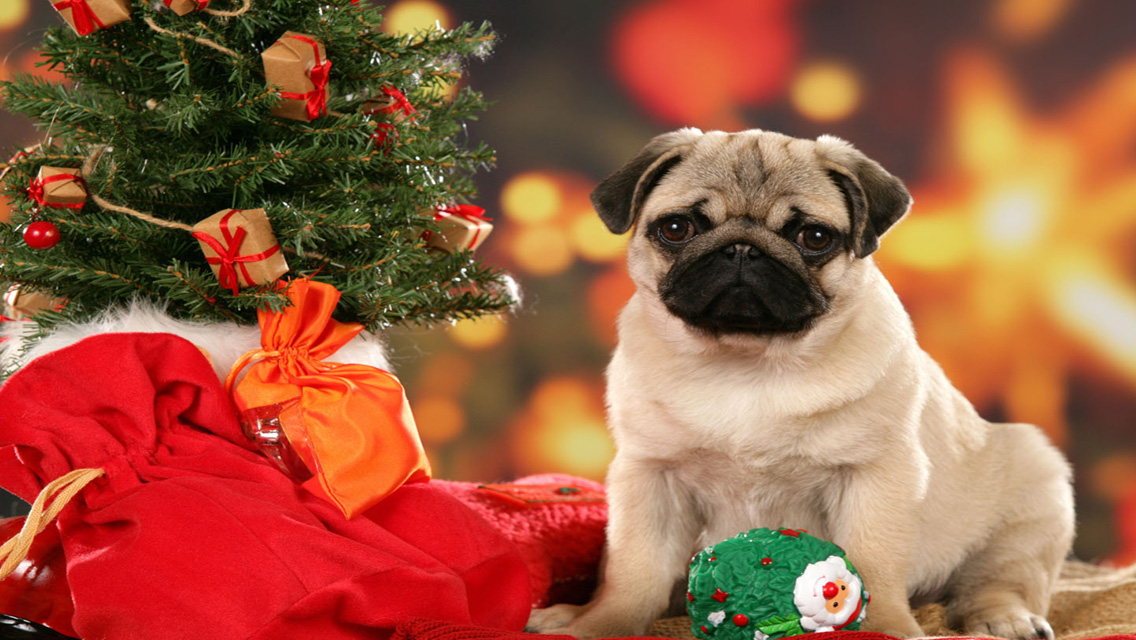 Christmas Puppy Dog HD Wallpaper For iPhone