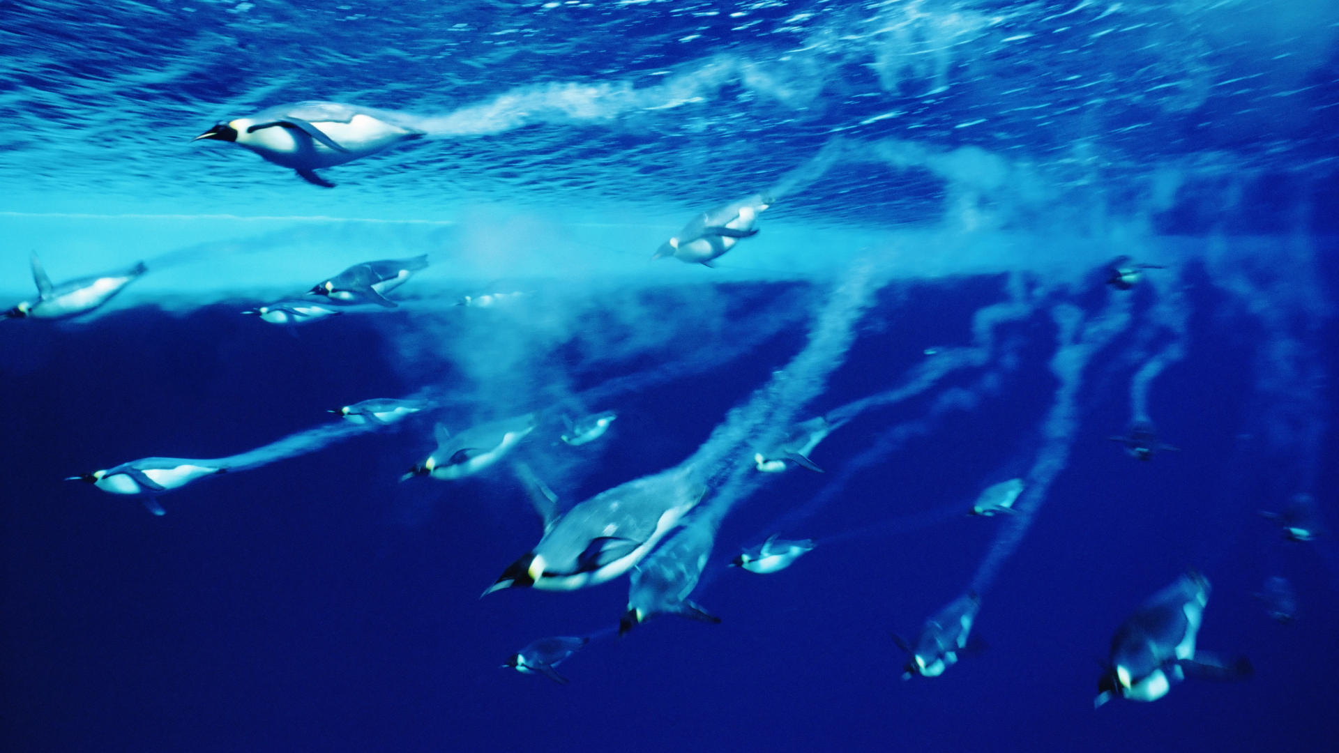 Best Night Diving Wallpaper Penguins