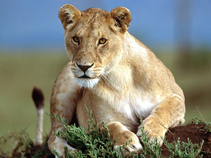 Lioness Is Alert To What Happening Around Her