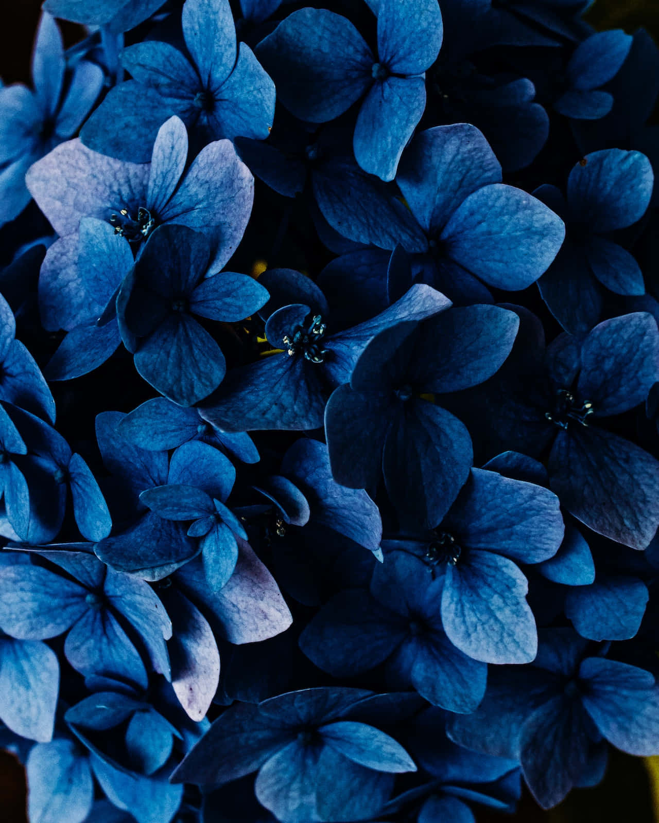 Dark Blue Flower Wallpaper
