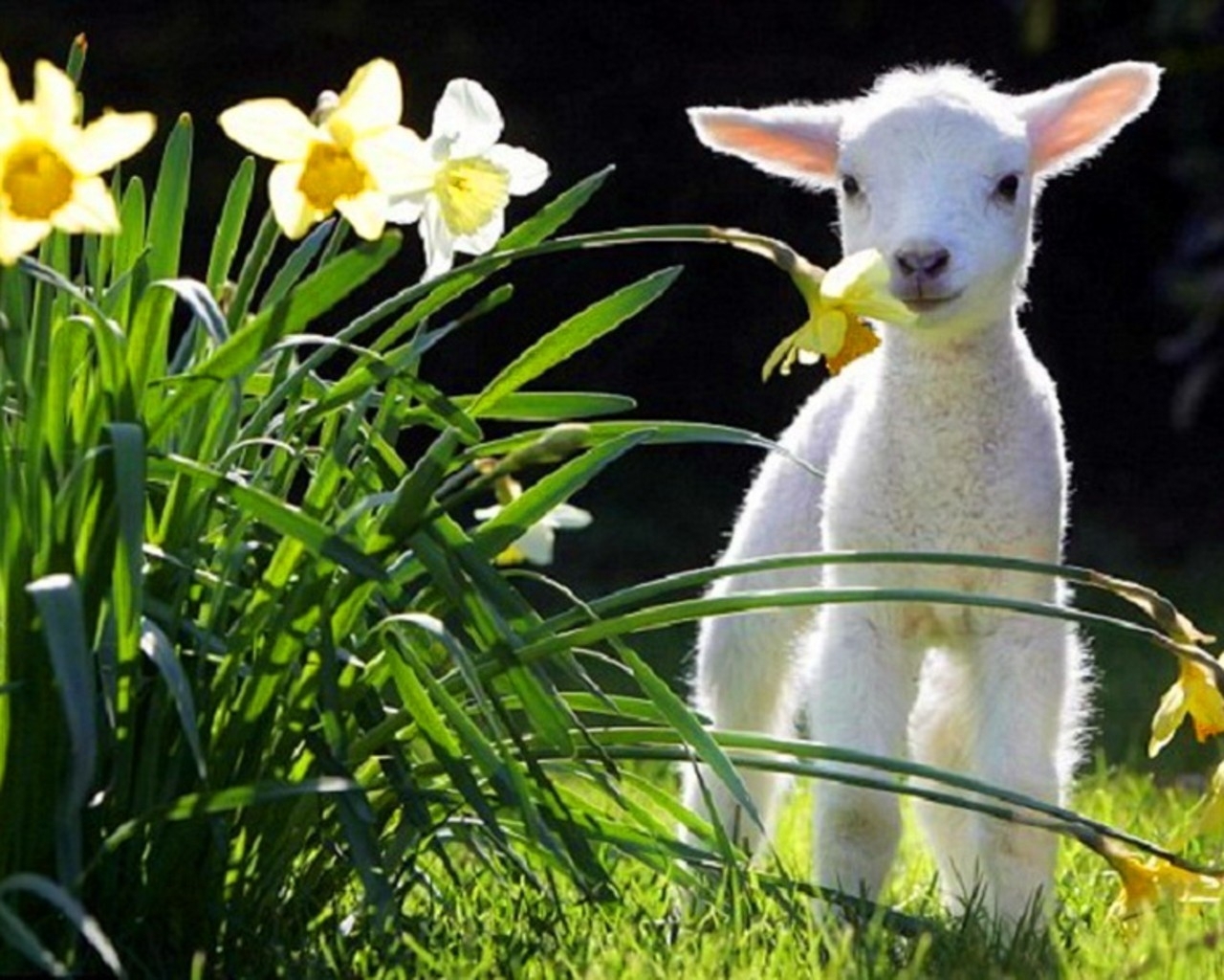 Animals Grass Spring Lamb Daffodils Lambs White Flowers Baby