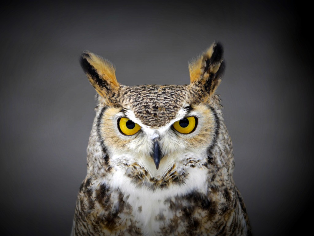 48+] HD Owl Wallpaper - WallpaperSafari