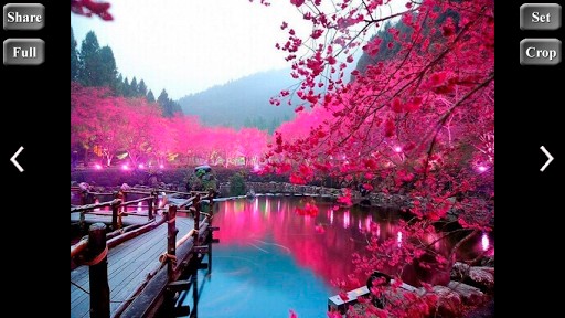 Bigger Sakura Wallpaper HD Photo For Android Screenshot