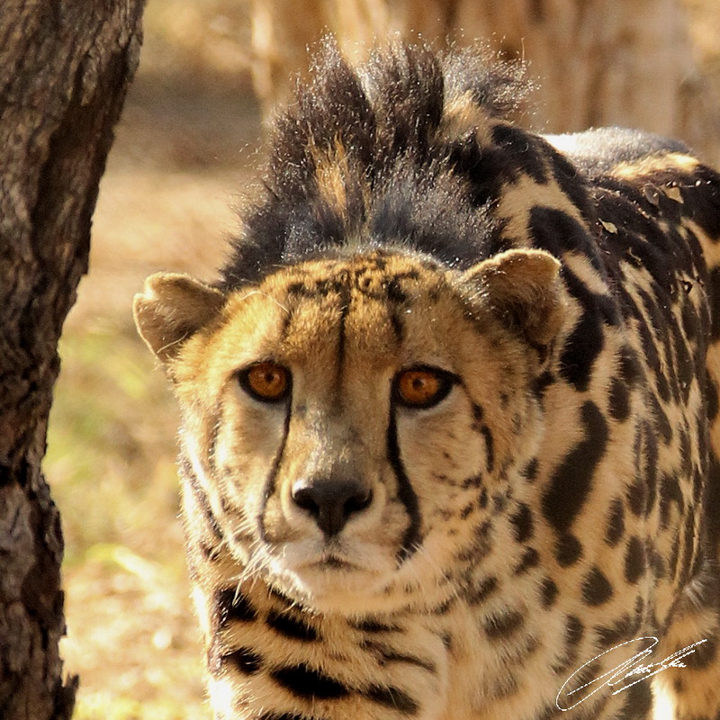 King Cheetah Christian Sperka Photography