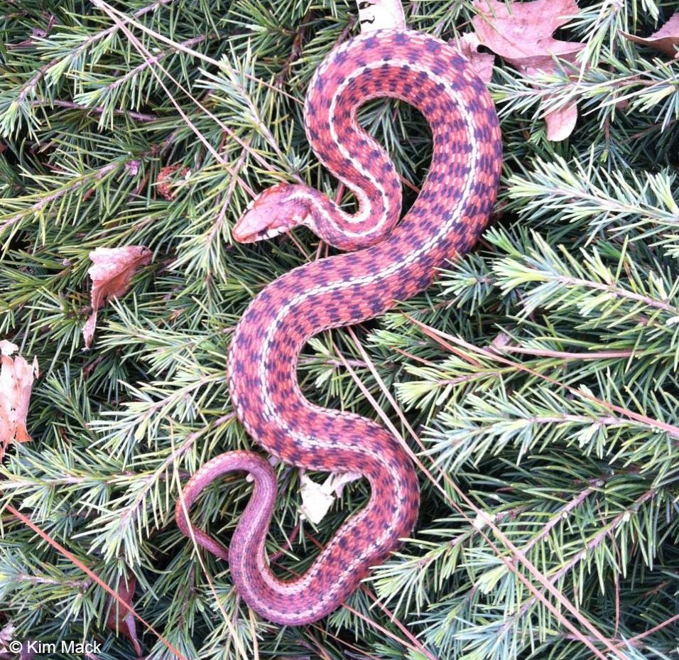 Pink Eastern Garter Snake Desktop Wallpaper HD For