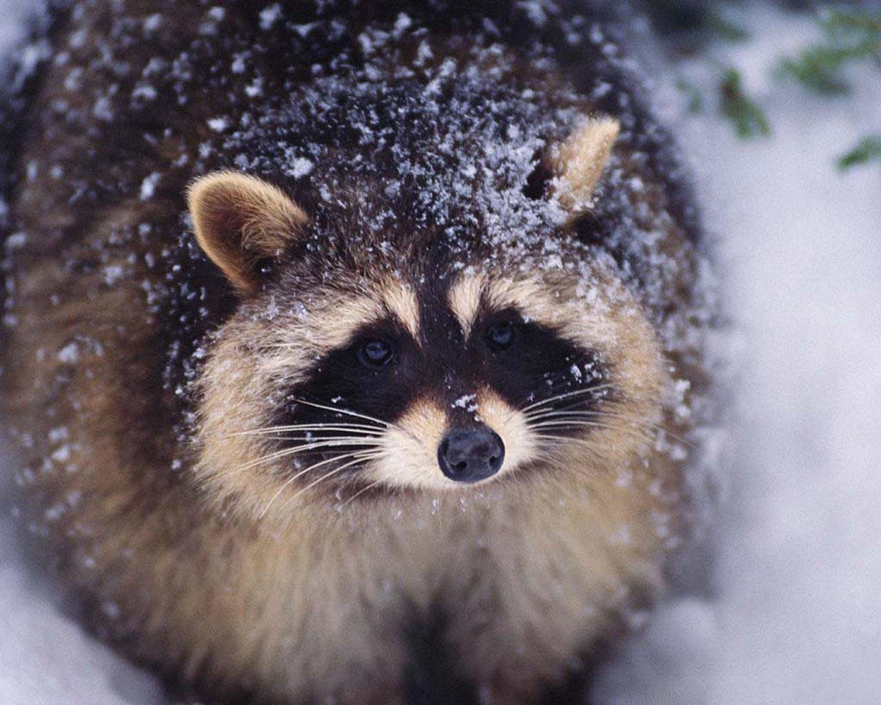 Wallpaper Raccoon Snowbound 3d F R Desktop