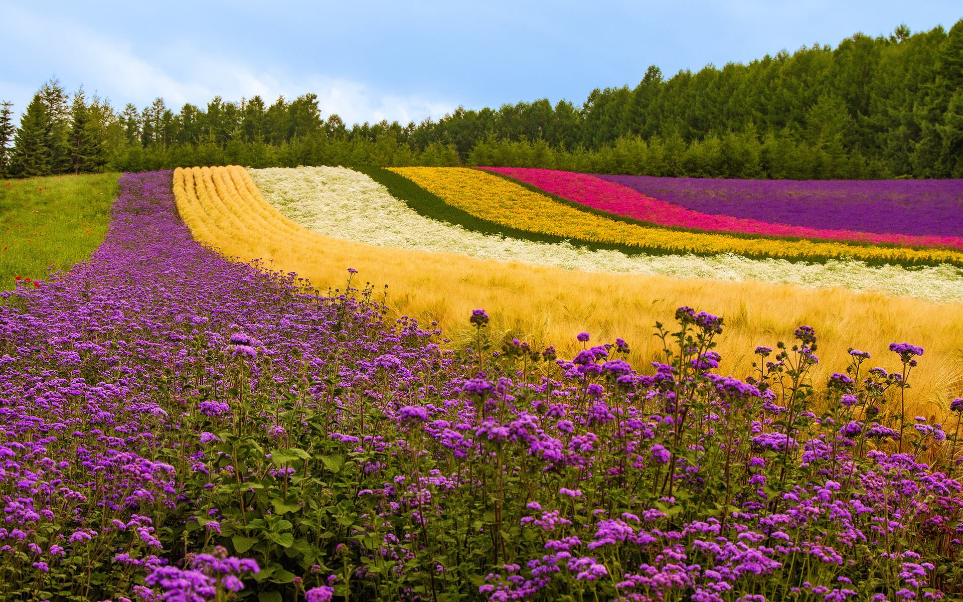 Flower Field Wallpaper For Pc Full HD Pictures