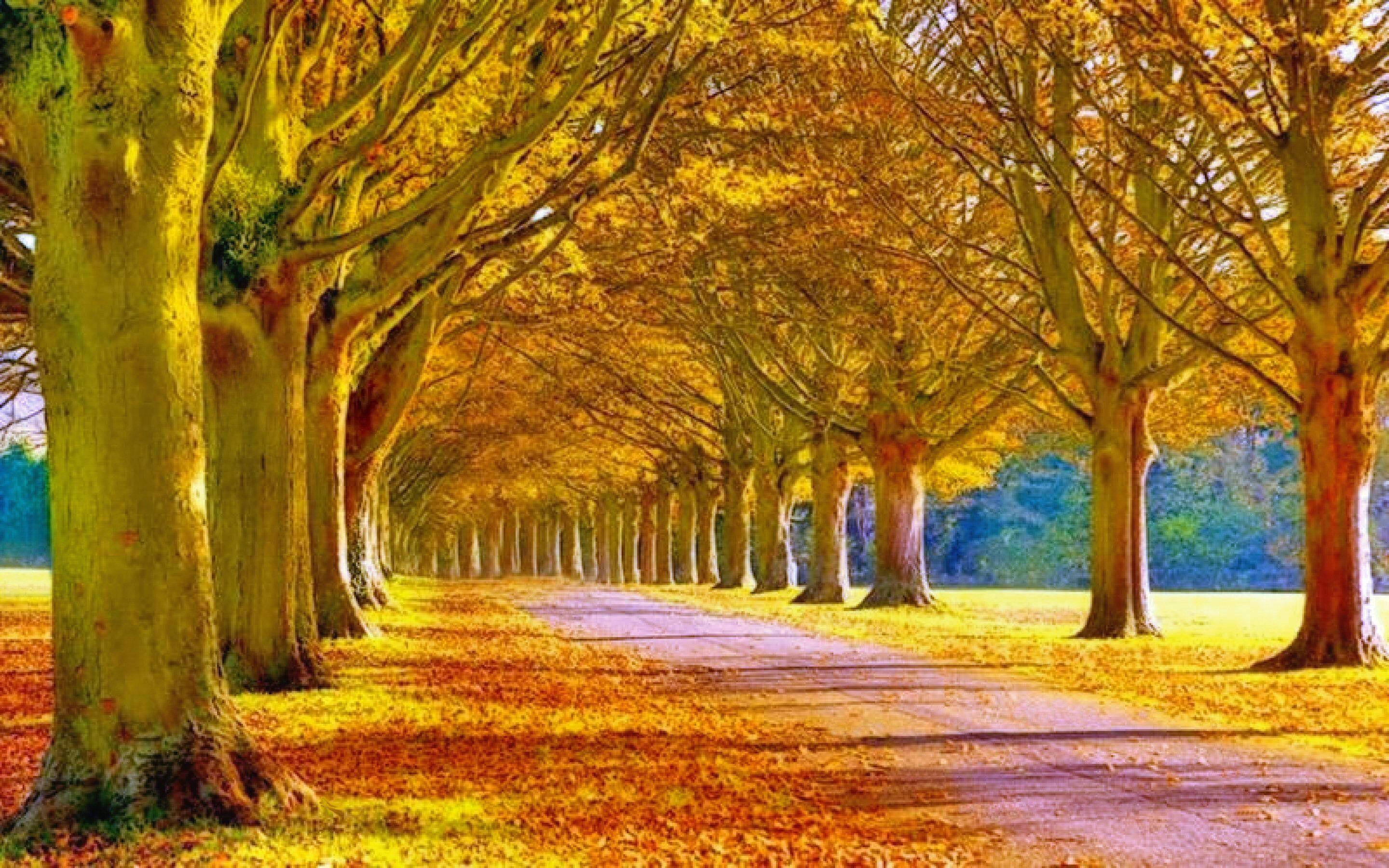 HD Wallpaper