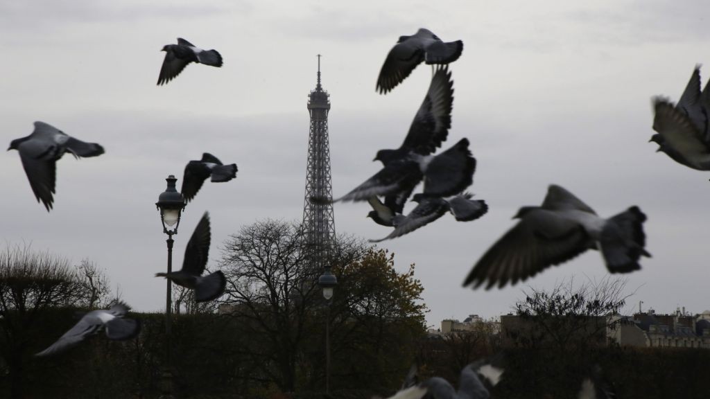 Dead Pigeon Causes Terror Scare At Paris Station The Times Of Israel