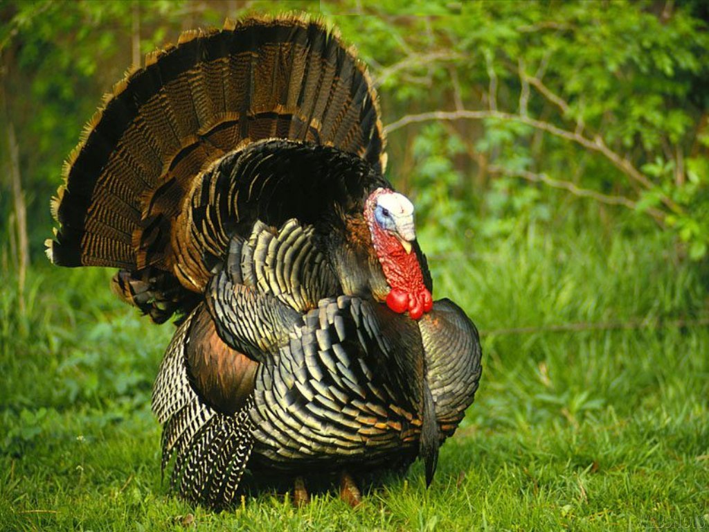 The Animal For Just A Turkey Is Large Bird In Genus Meleagris