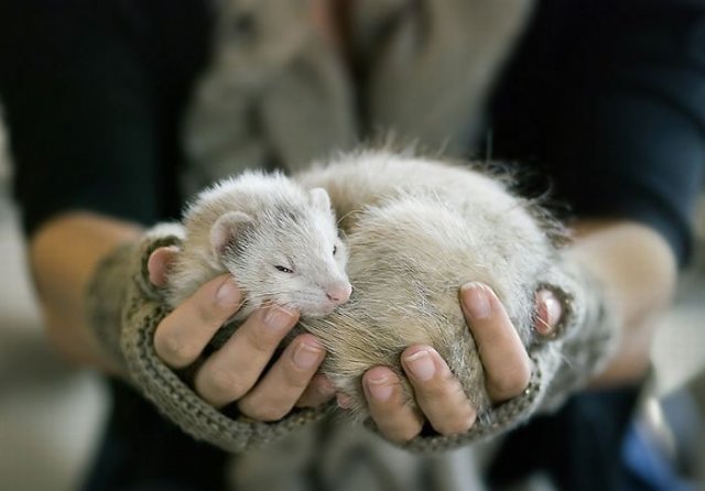 Beautiful Ferrets Image Cute Photos Of Seen On