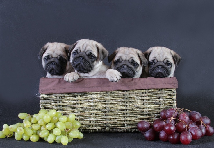 Pugs Puppies Cute Pug Awesome Life