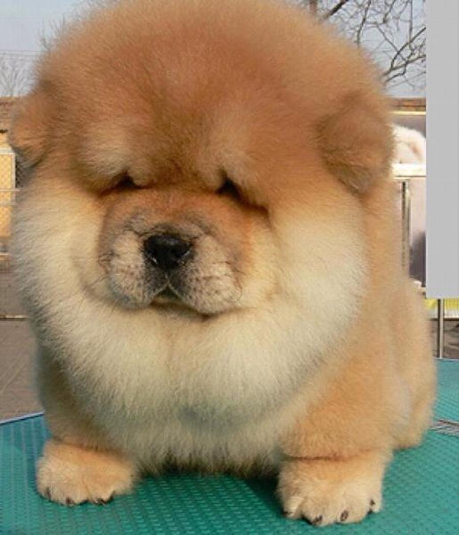 Most Beautiful Chow Dog Pictures And Image