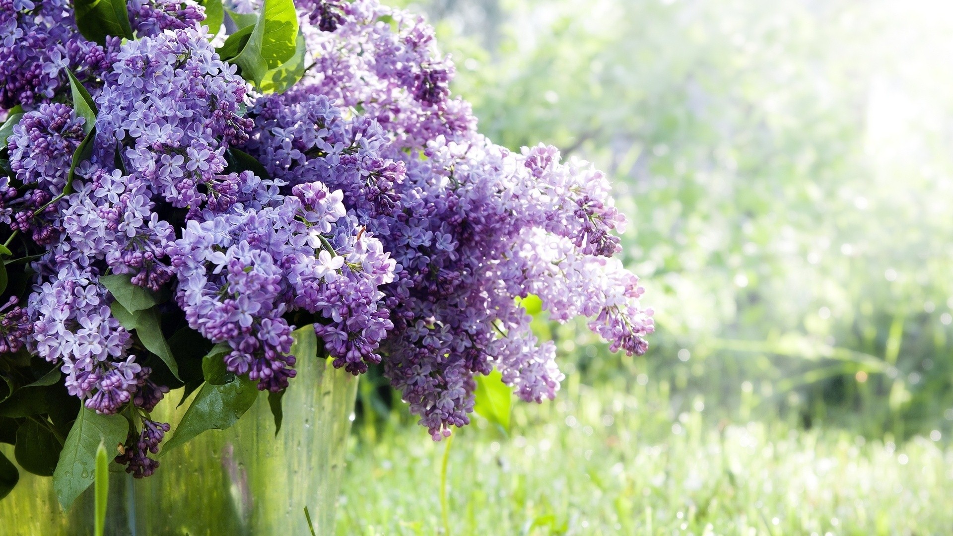 Lilac Purple Flowers HD Photos HD Wallpapers