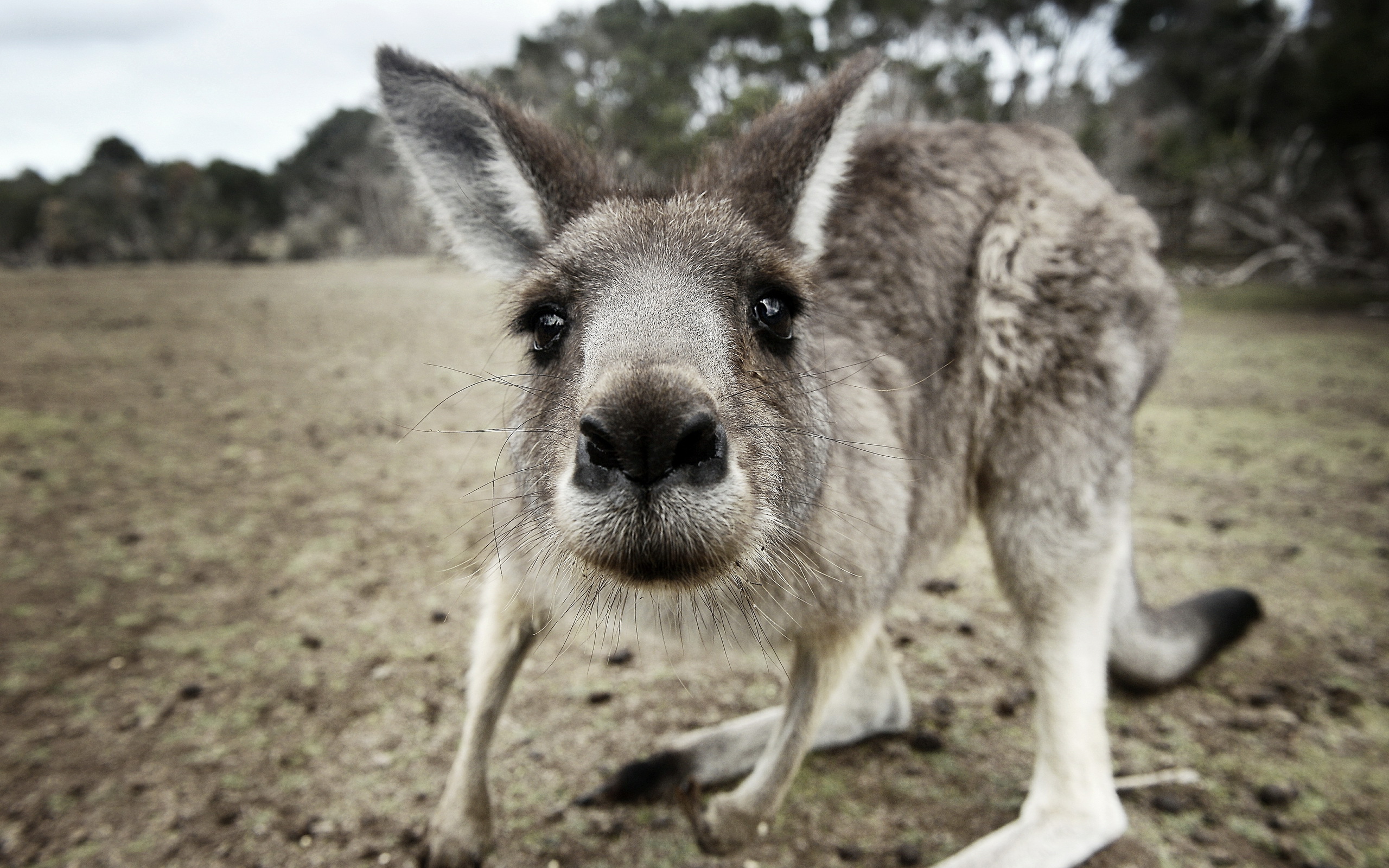 Picture Kangaroo Snout Animals Staring Closeup