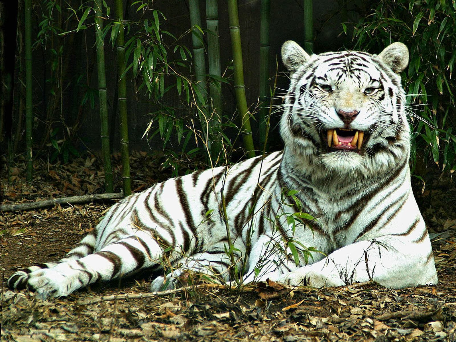 White Tiger Desktop Wallpaper Top