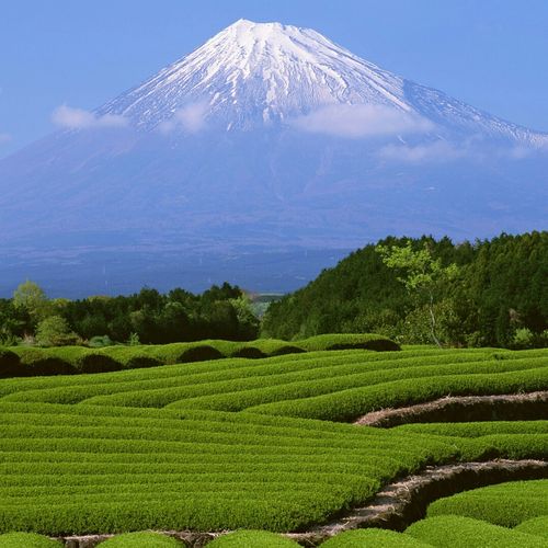 Fuji Mountain In Japan Wallpaper For Sony Ericsson Xperia Pro