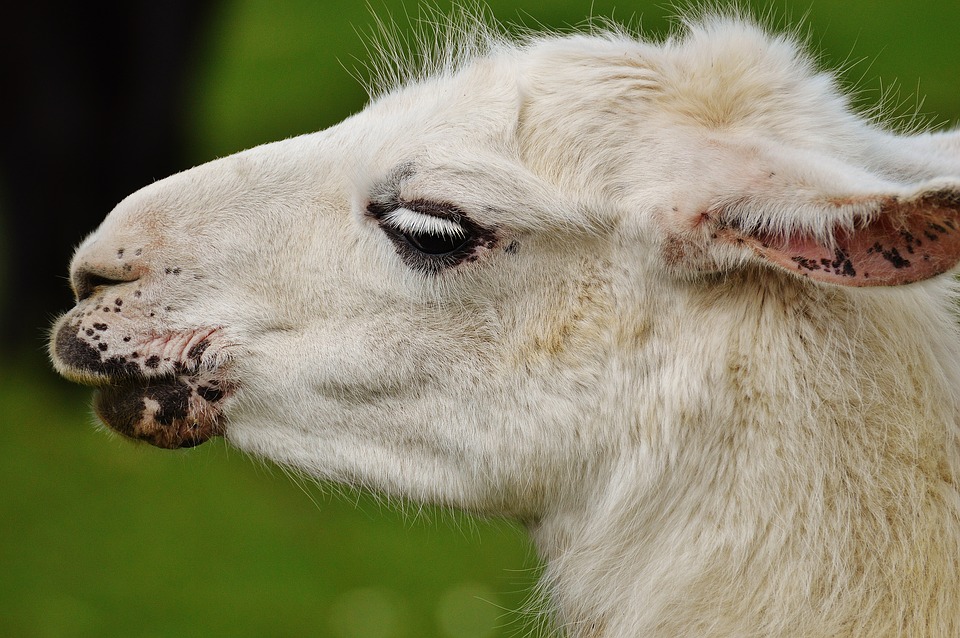 Lama Wallpaper Animal Hq Picture
