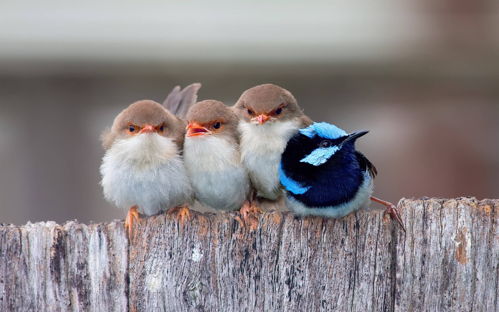 HD Birds Wallpaper