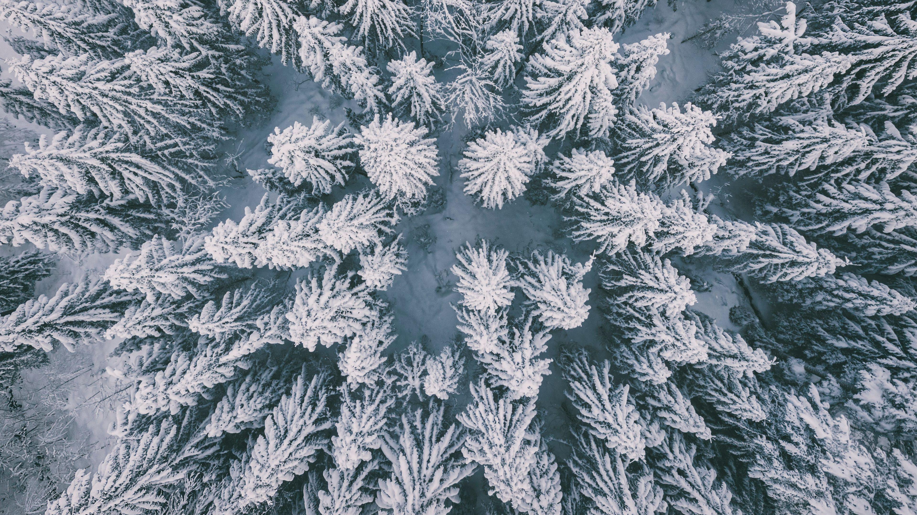 Wallpaper Id Winter Forest Aerial Spruce Snow 4k