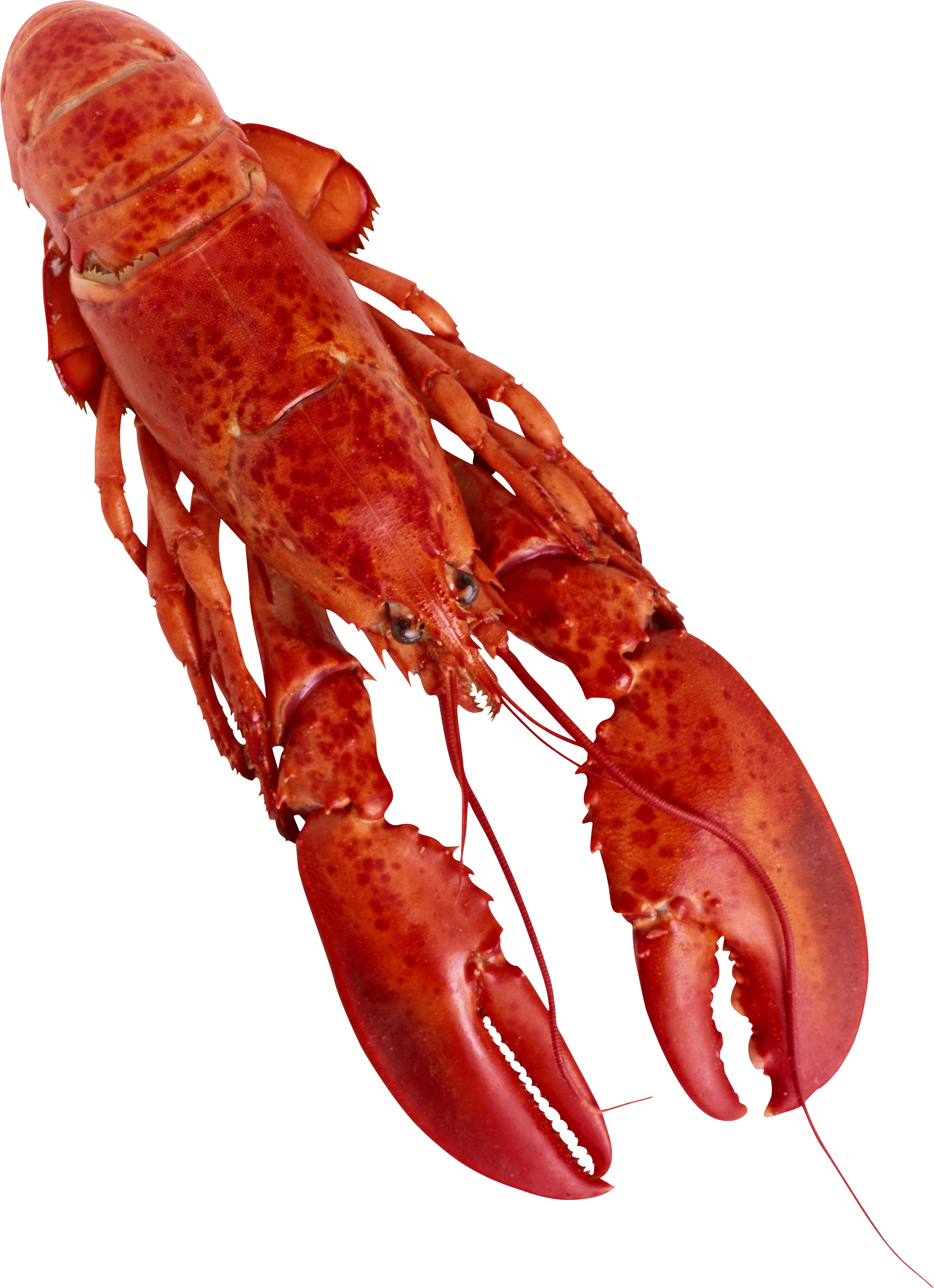 Lobster Background Png Picpng