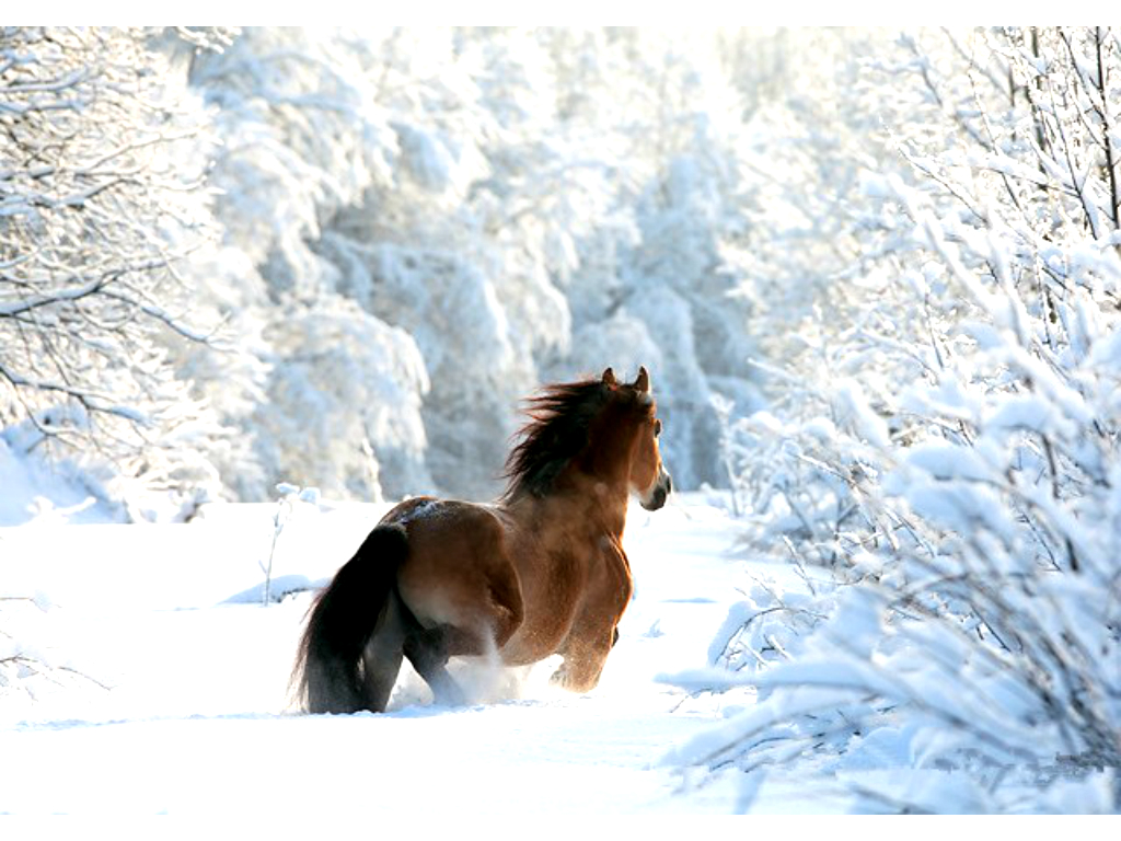 Paard In De Sneeuw Wallpaper